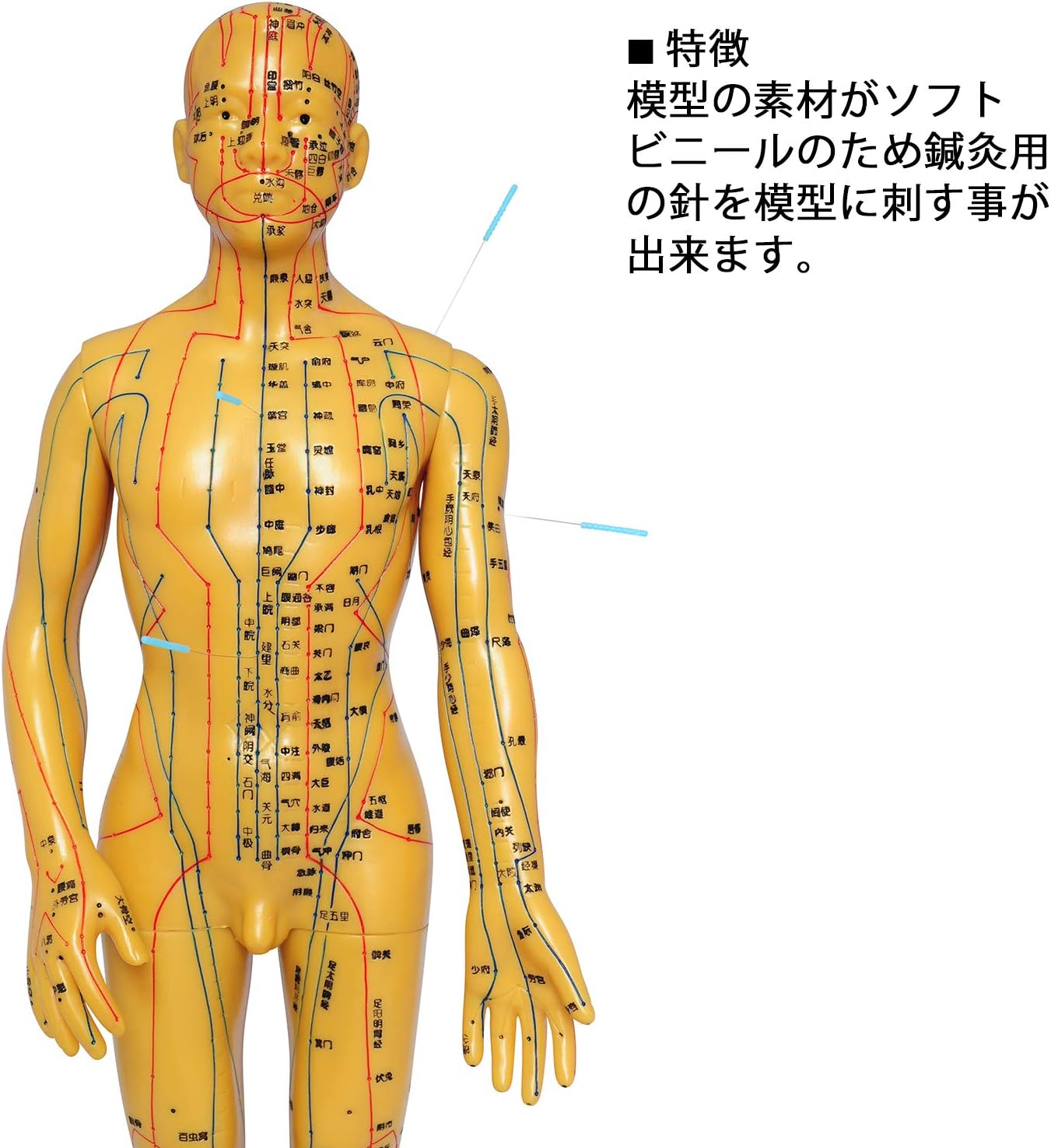 国内配送 鍼灸 針灸 按摩 人体ツボ 模型 男性 大 クリアランスバーゲン 期間限定開催 Carlavista Com