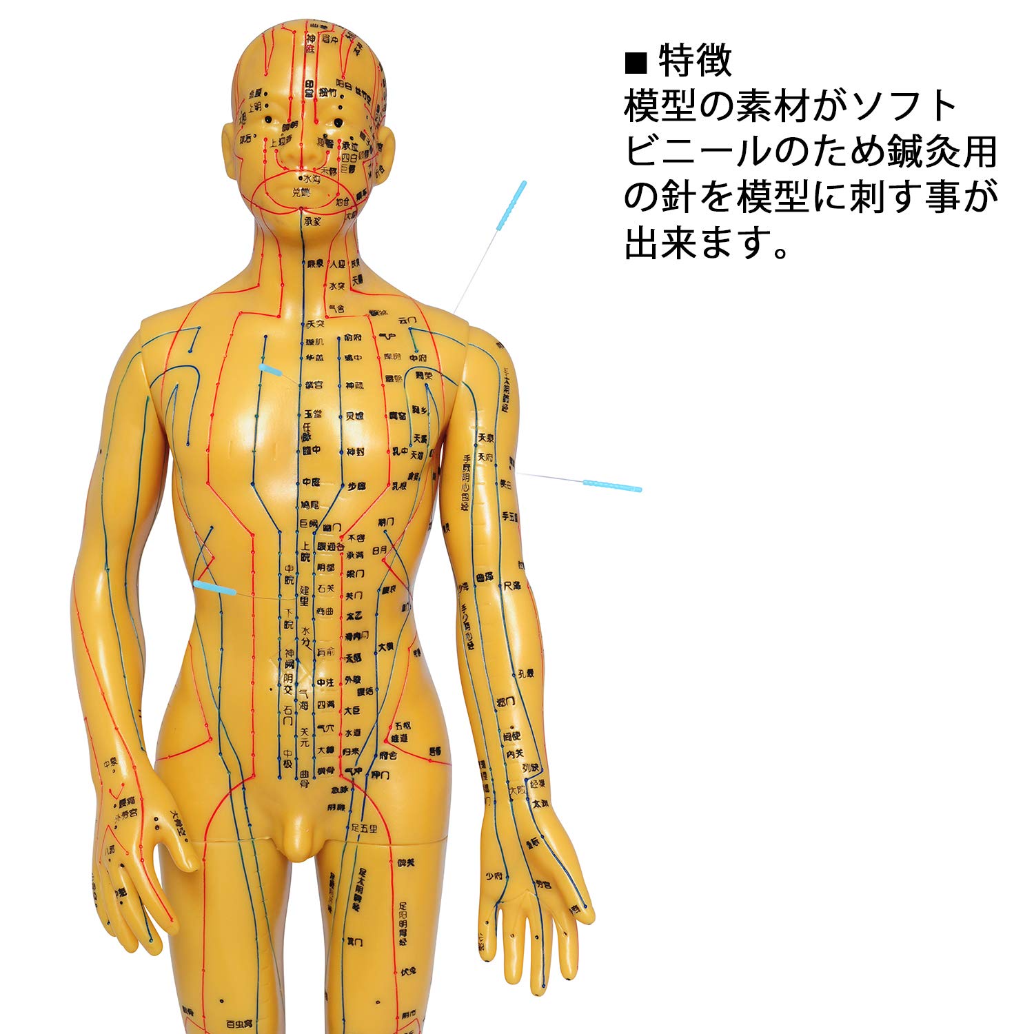 針灸人体模型 全長50cm Amazon.co.jp: 鍼灸モデル鍼灸経絡モデル鍼灸モデル鍼灸経穴模型