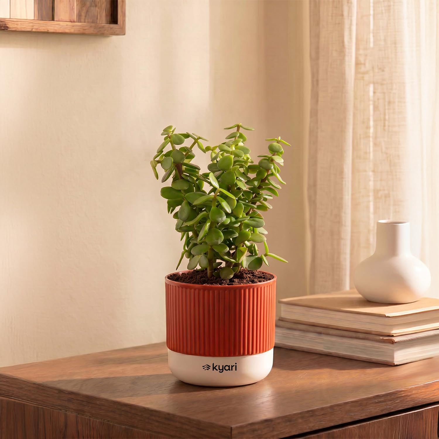 Kyari Good Luck Jade Plant with Red Brick Self Watering Pot-image-22