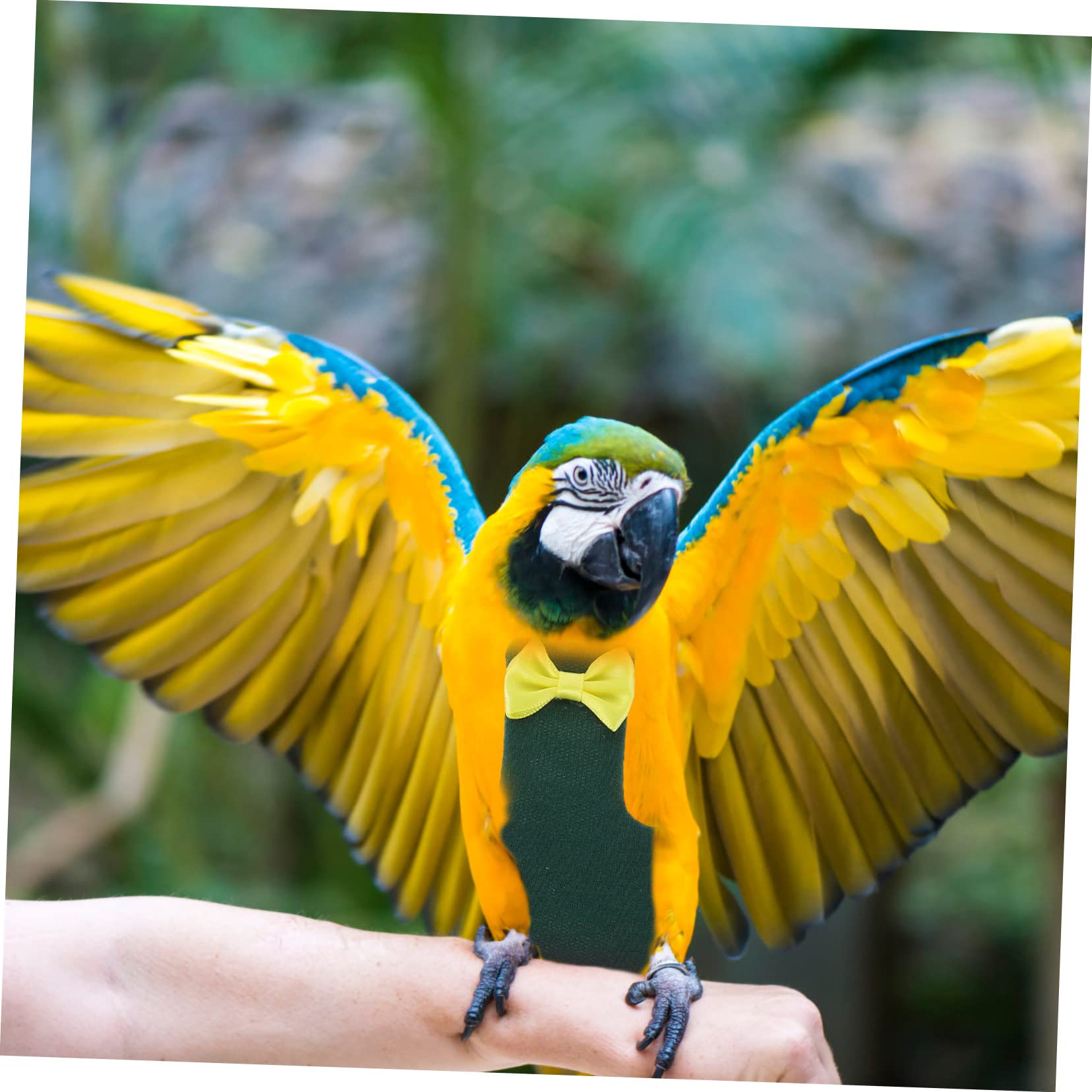 BESPORTBLE 5piezas Pañal Reutilizable para Aves Pequeñas Traje De Vuelo Decorativo para Periquitos y Loros Ropa Lavable para Uso Interior y Exterior