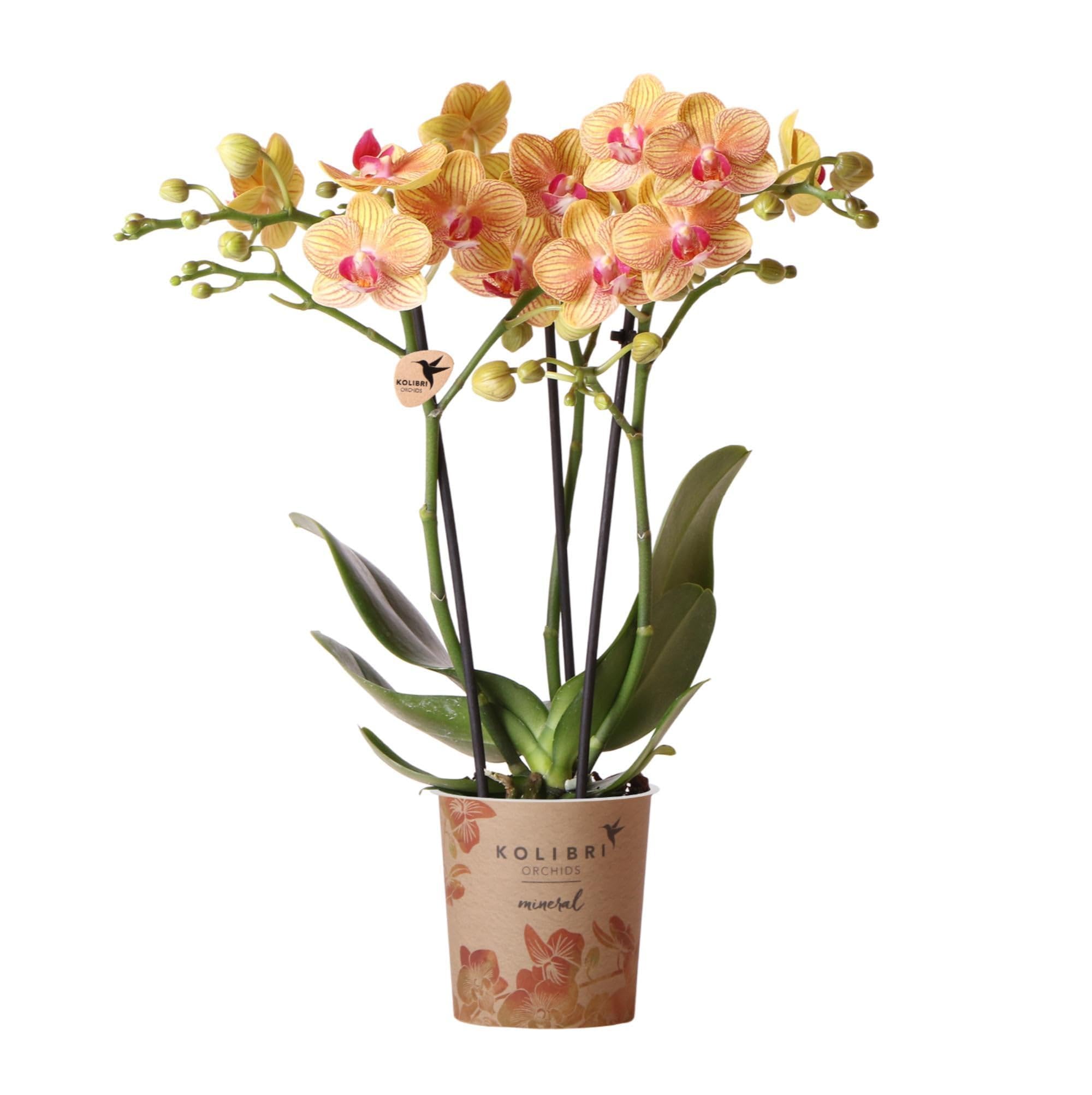 La Green Touch - Orchidée orange et son cache-pot - h35cm, Ø9cm - Plante d'intérieur - Pot 9cm, Hauteur 35 cm