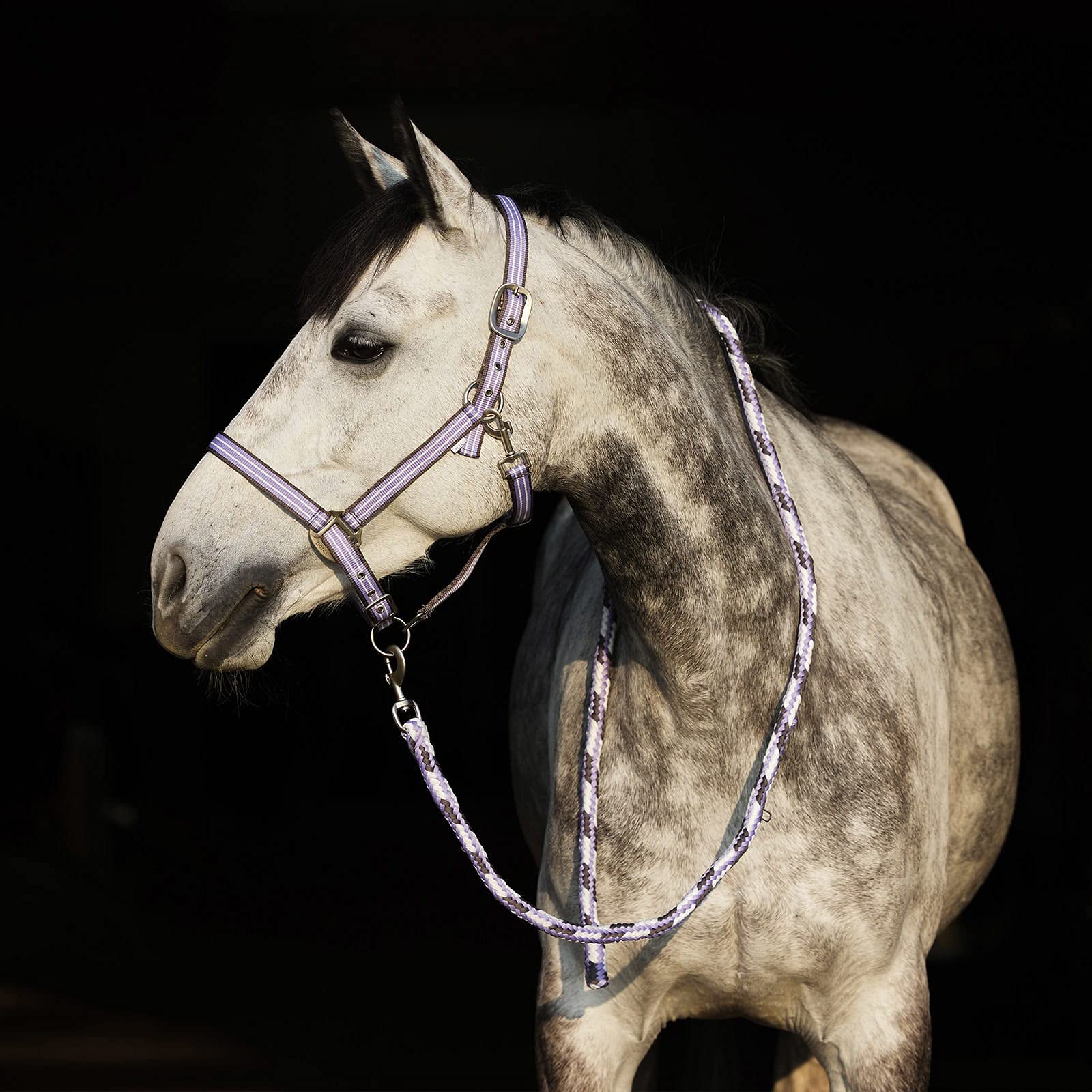 HORZE Cabezada de Cuadra Adepto, Morado, XF