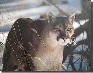 Impact Posters Gallery Picture Wall Decor - Wild Cougar in Snow Wildlife Mountain Lion Art Print Poster (16x20)
