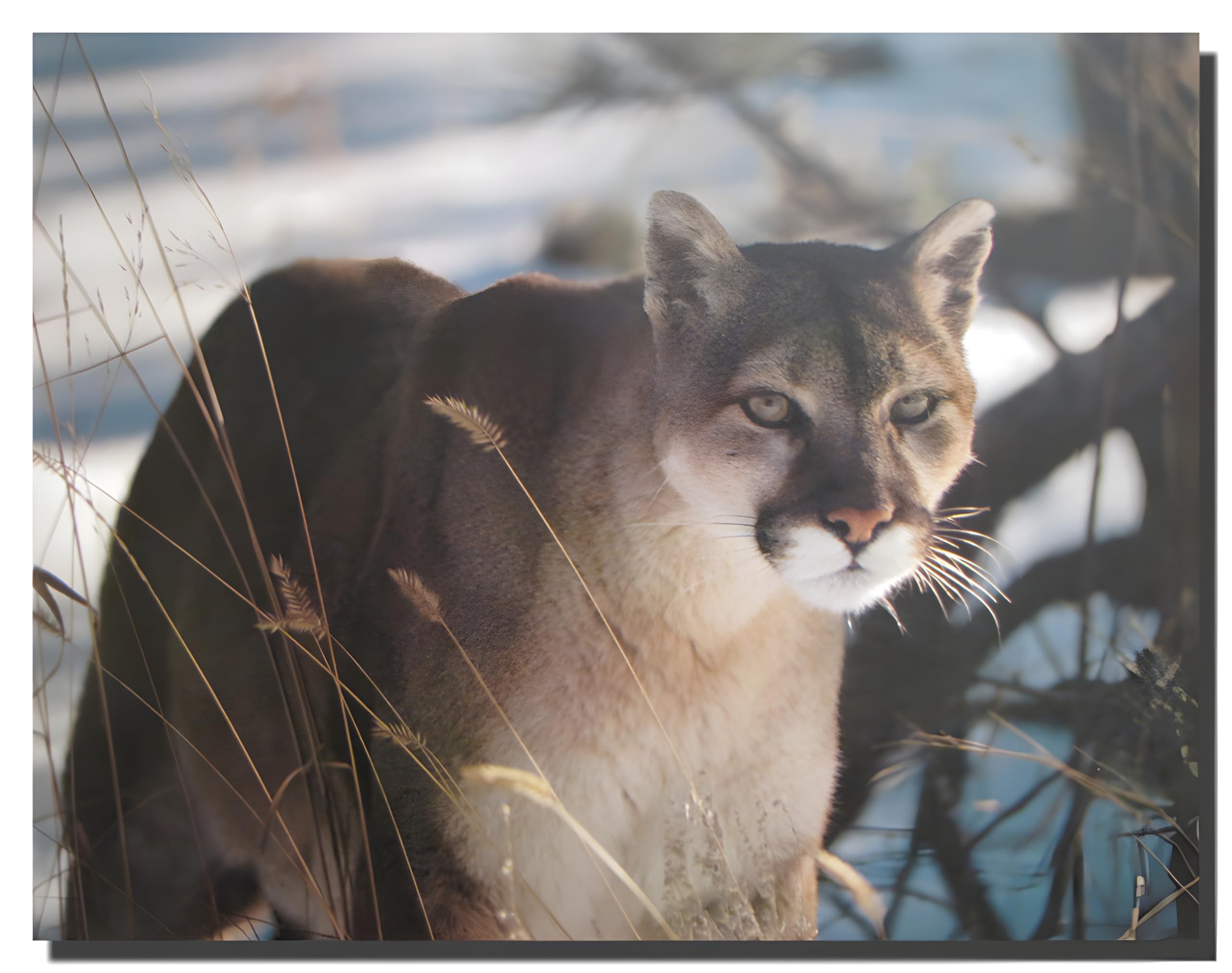 Picture Wall Decor Wild Cougar in