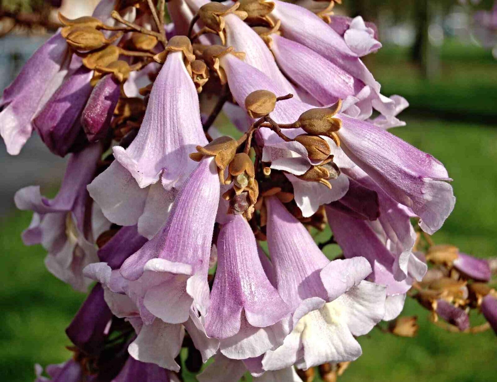 EXTRA CLEAN Paulownia Fortunei Samen, Blauglockenbaum, Kiri Baum (100.000 Samen)