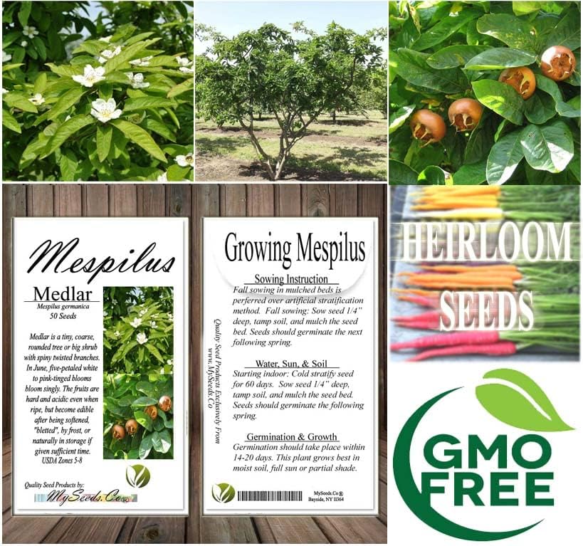 Mespilus germanica (Medlar) Tree Seed, White, Flowers, Round, Hard, Four Centimetre Fruits, You Choose The Quantity (5 Packs)