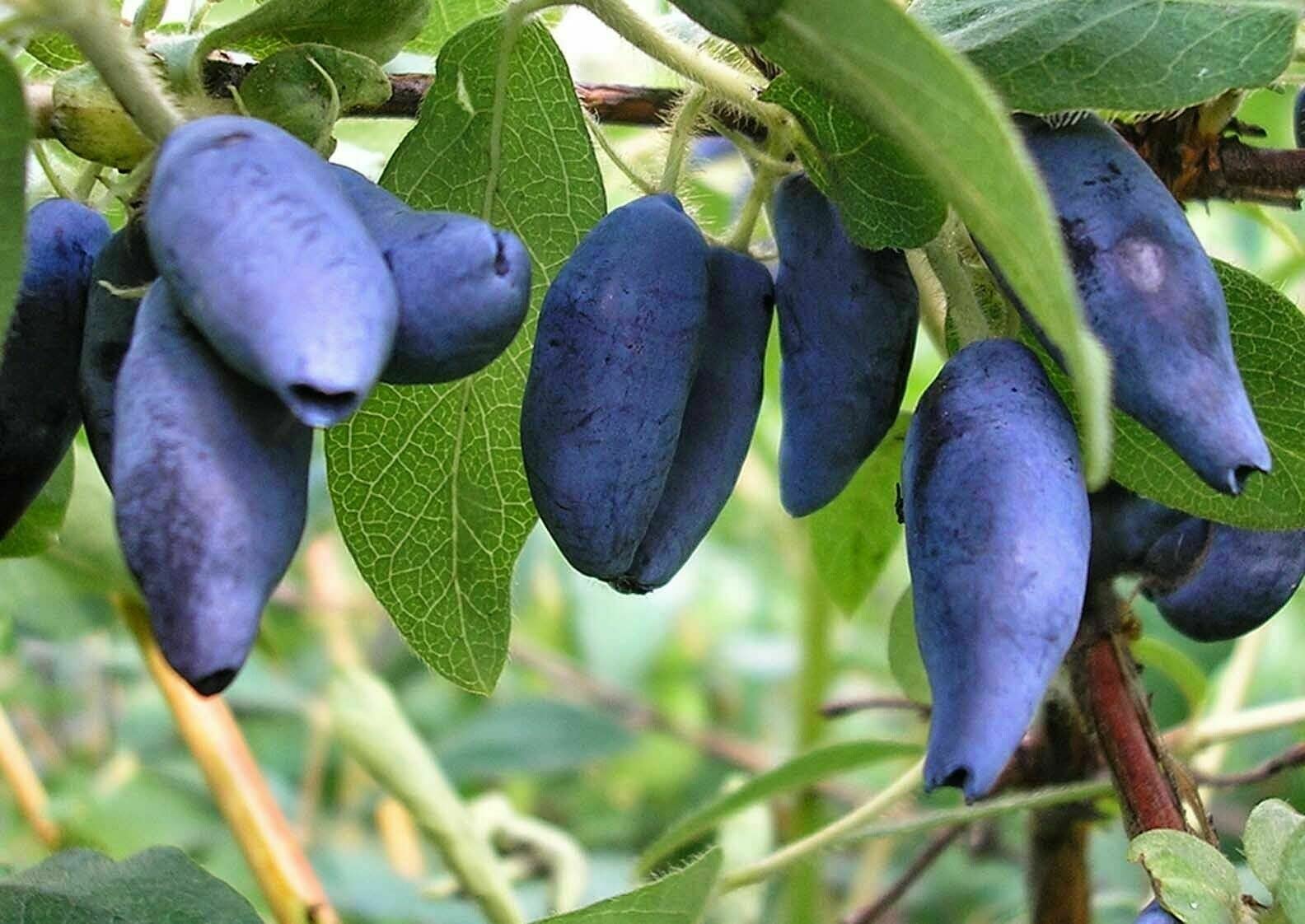 Honeyberry Lonicera Caerulea 15+ Seeds Haskap Own Crop