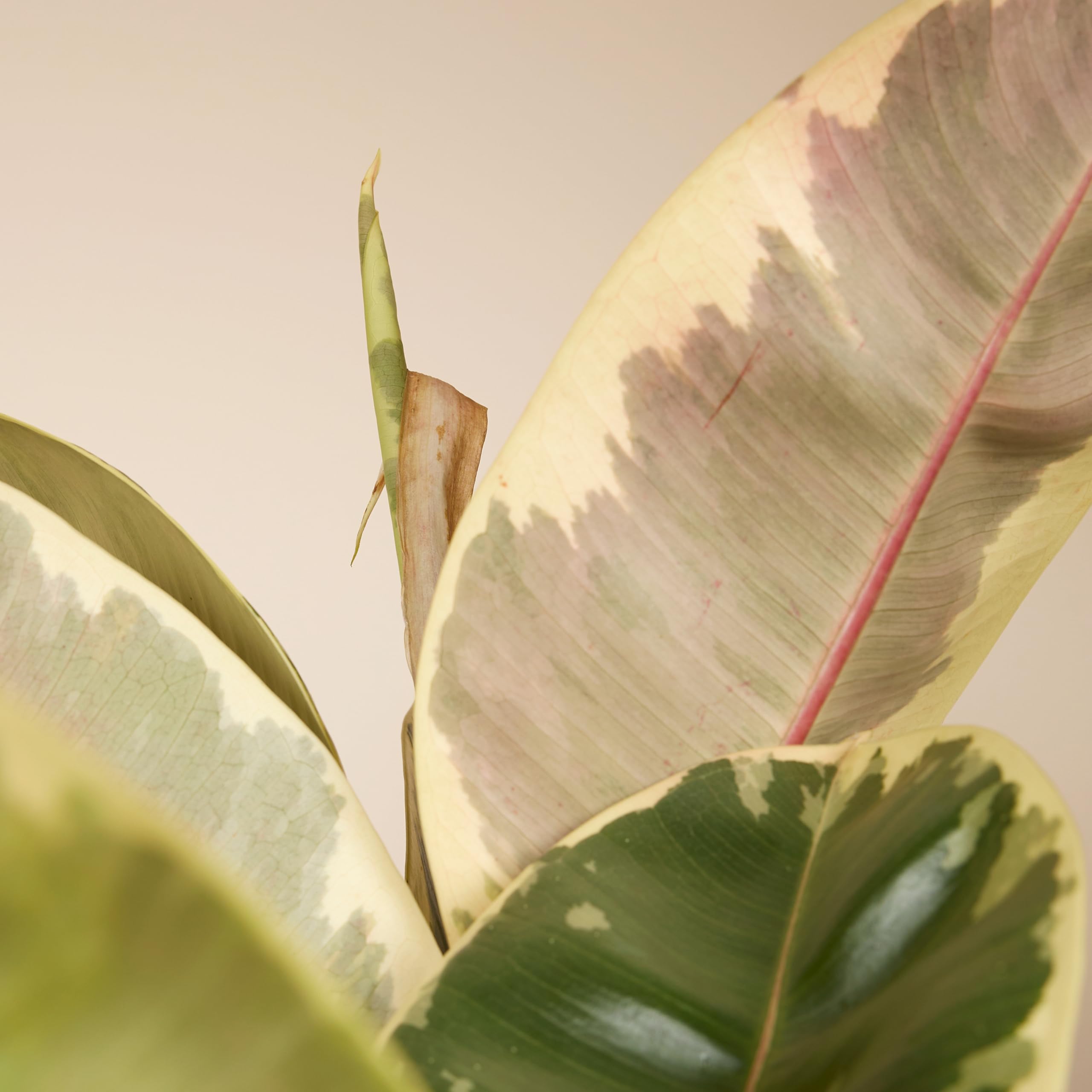 Bloomique - Ficus Elastica Tineke - Gummibaum - Zimmerpflanzen - Luftreinigend - Höhe 90-110 cm - Topf 27