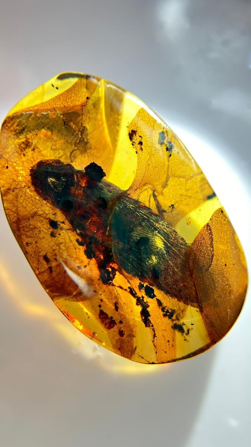 Burmese burmite Cretaceous Big Cockroach Insect Fossil Amber Myanmar