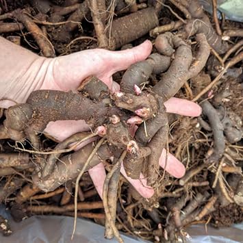 Cold-Resistant Peonies Rhizome Shade Tolerant Premium Perennials Garden Projects 1 Rhizome-Color-i