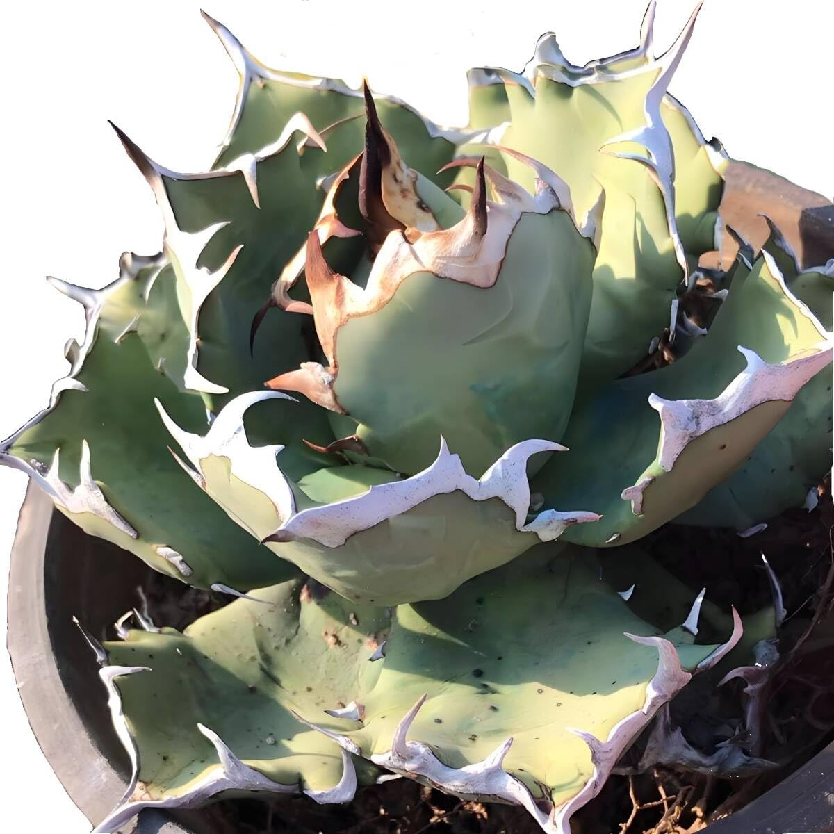 国内実生兜 スーパー兜 Vアロー ヒトデ（全幅12cm×全高8cm）特大株 H6