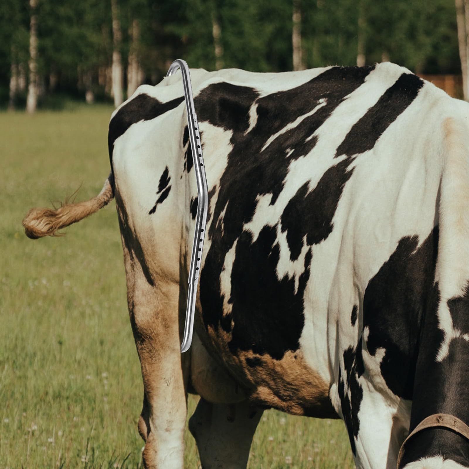VALICLUD Varilla Anti-patada para Vacas de Granja de Acero Inoxidable Gruesa, Almohadillas de Goma, Práctica Barra de Parada de Patada para Ganado Lechero, Uso en Ordeño y Manejo