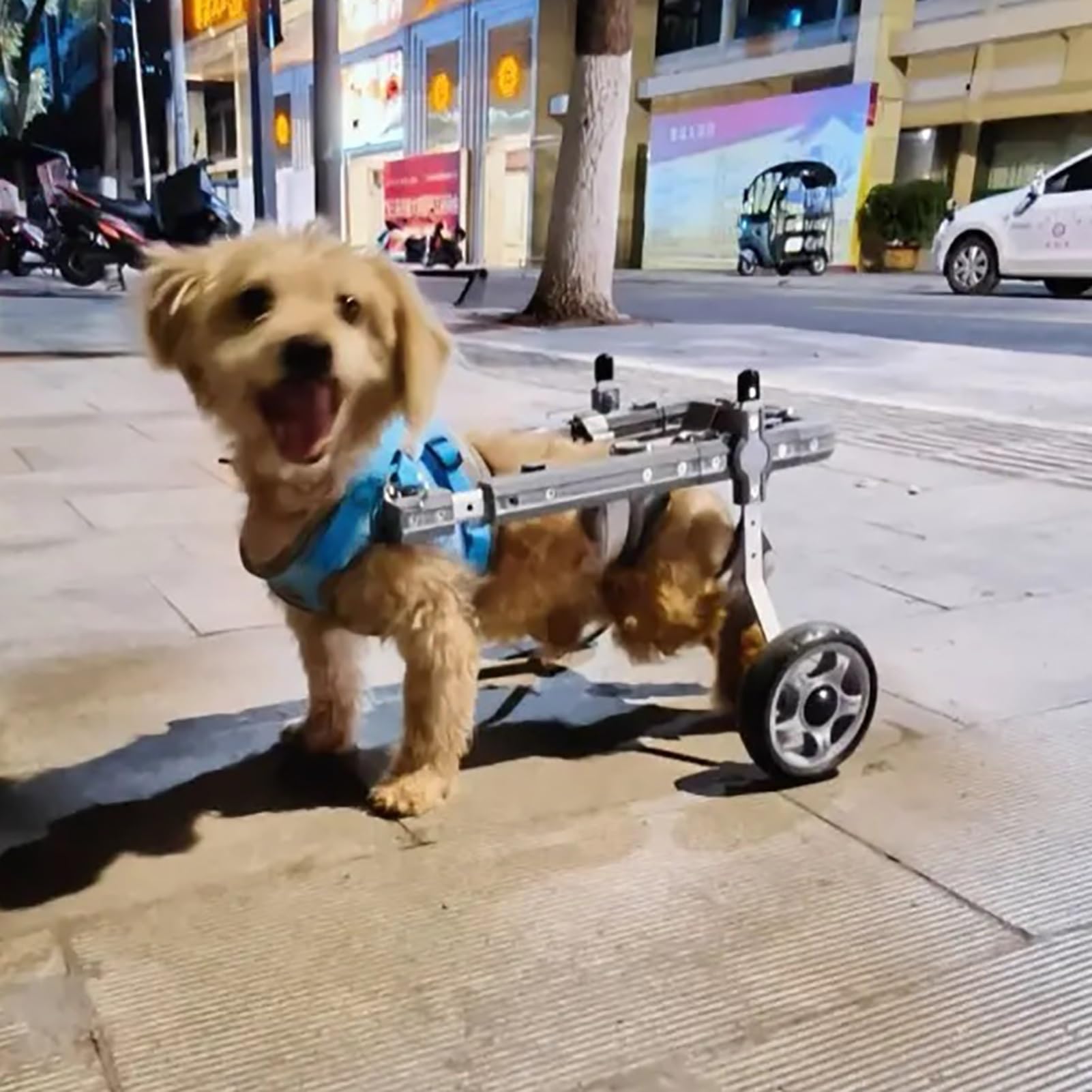Chariot de soutien pattes arrière pour chiot et assistance arthrite chien XS