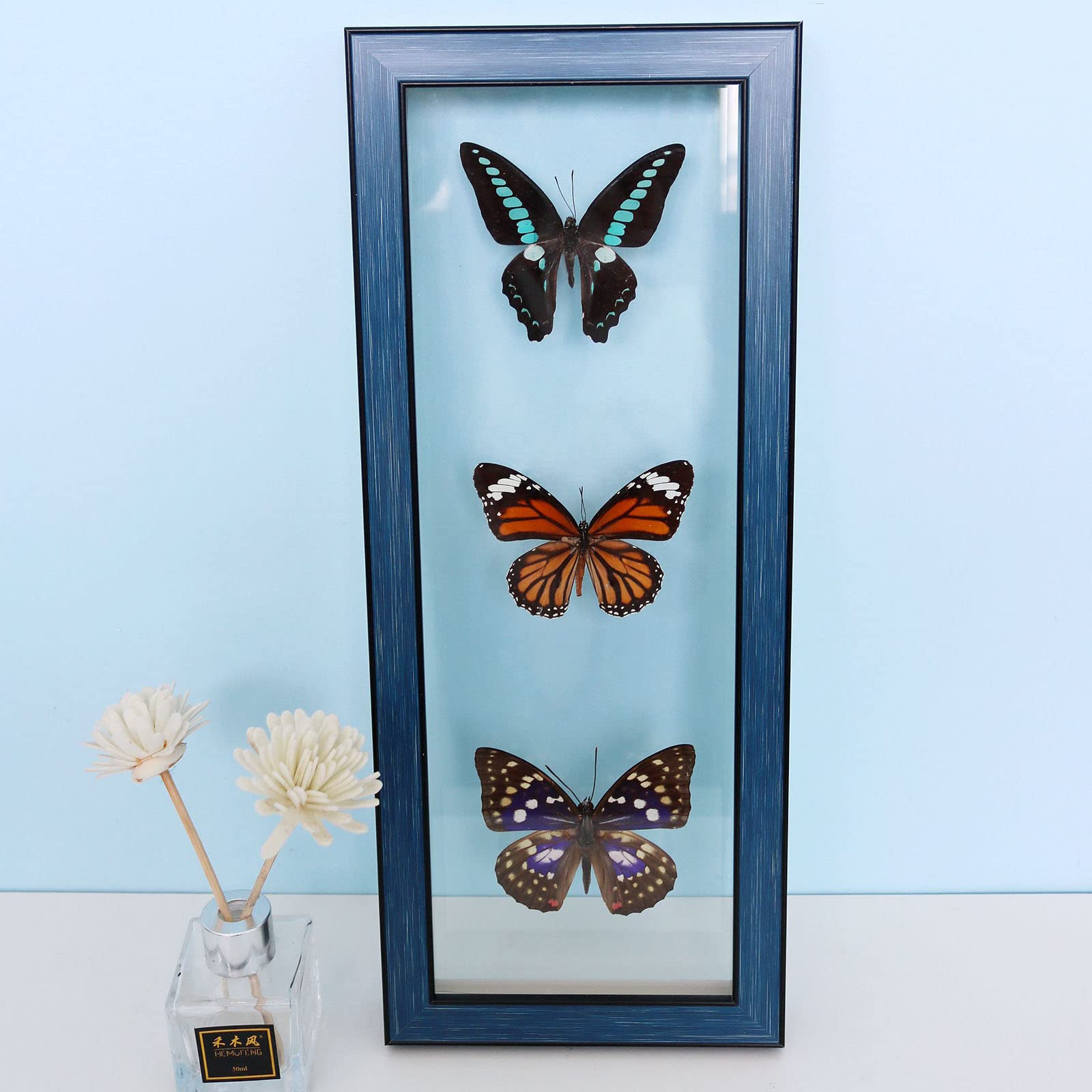 Guoyoocc B Exquisite Utterflies Insect Specimen,Insect Taxidermy Specimen,Unique Taxidermy Collectables,Natural Insect Specimen,Real Taxidermy Utterfly Mounted Under Glass Handmade Wooden Frame