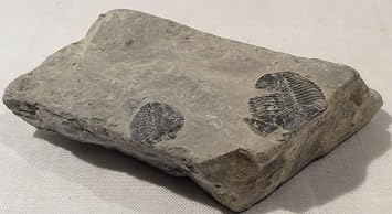 Genuine Trilobite Fossils in Matrix - 2 Elrathia Kingii specimens - T4
