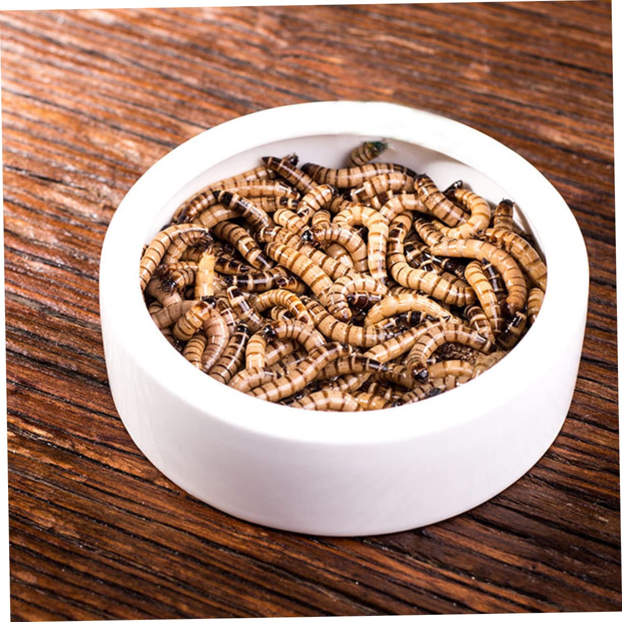 Ciotola per l'acqua per rettili Ciotola for rettili, 9 pezzi di ciotola in ceramica for animali domestici, ciotola for acqua, pinzette for rettili, pinze for l'alimentazione, cibo for grilli, pasto fo
