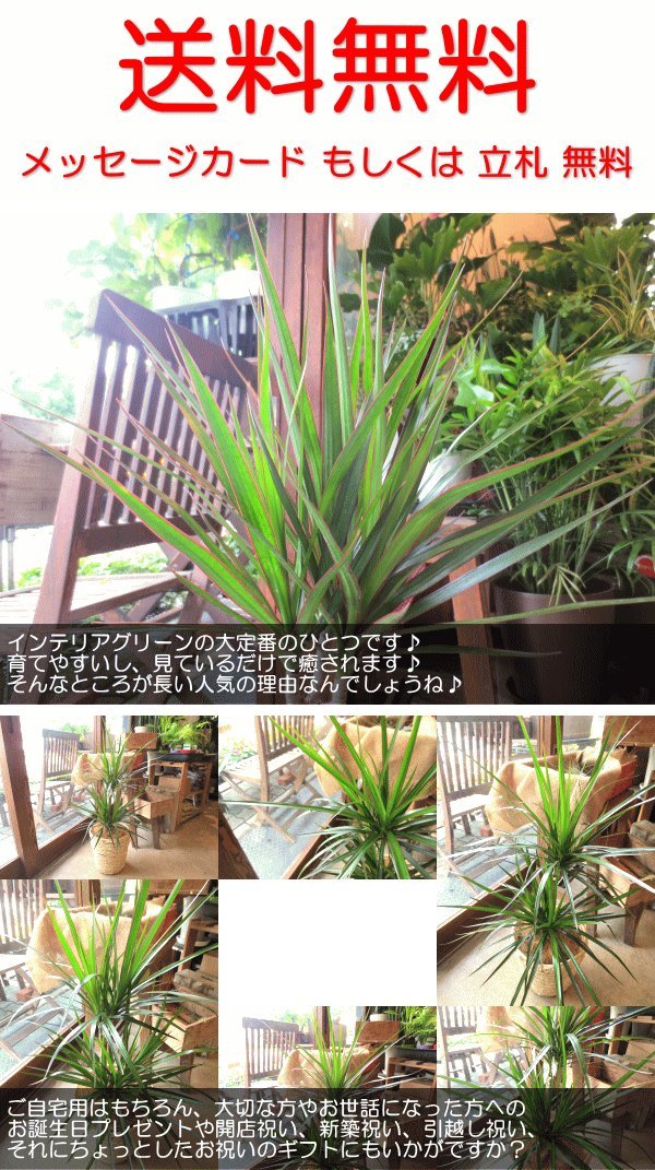 Amazon｜ドラセナ コンシンネ マルギナータ（真実の木）6号鉢サイズ