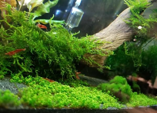 Aquarium Plant Root Tabs, 5–6 Month Slow Release Fertilizer, Safe for Fish & Shrimp (25) - 3