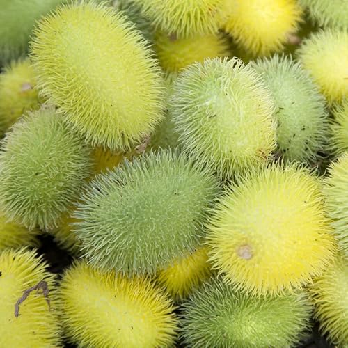Cucumber Hedgehog 25 Seeds + Freebie + Plant tag - Cucmis dipsaceus