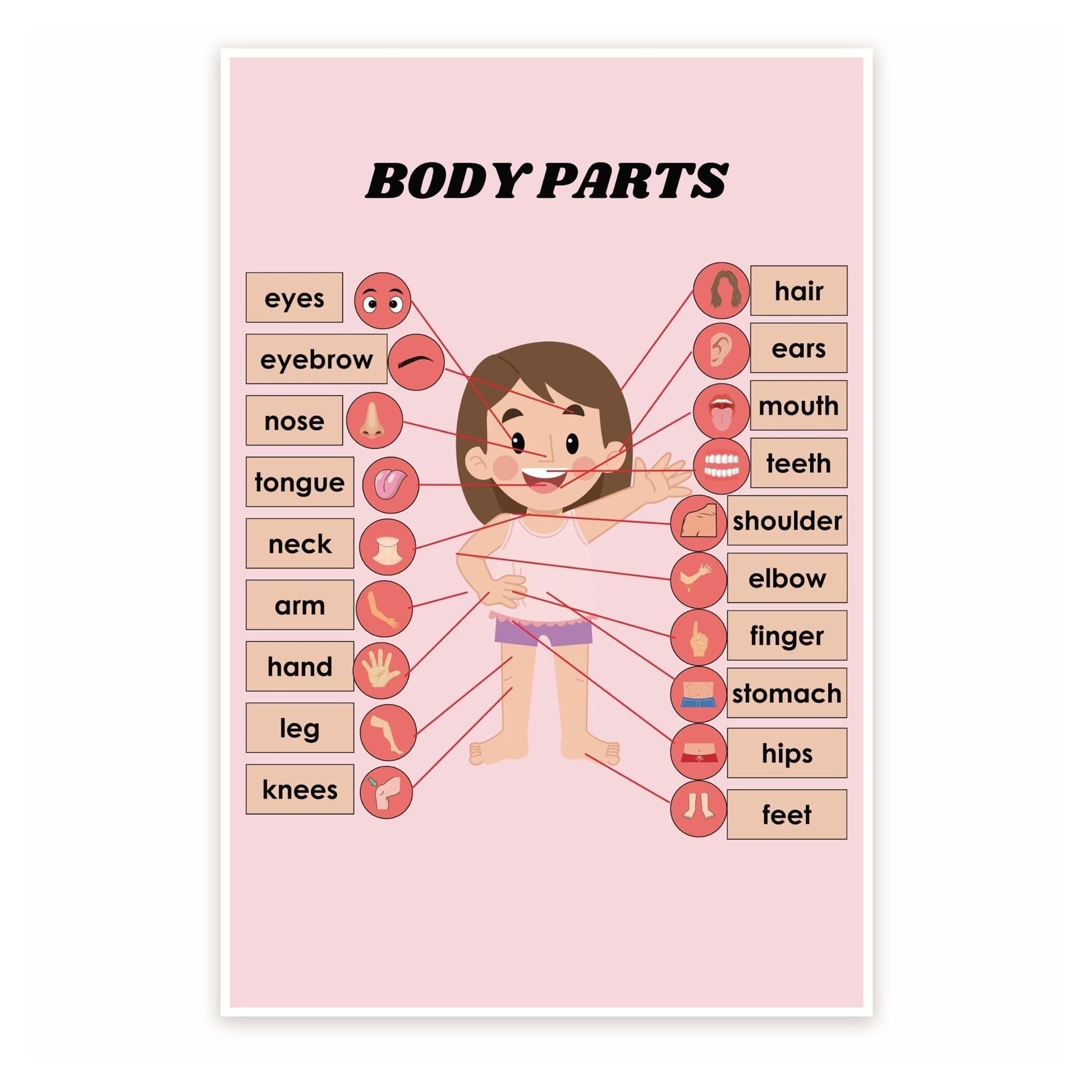 XGINERFEX Homeschool Science Anatomy Chart, Human Body Educational Poster for Biology Learning, Classroom Visual Teaching Aid(Framed,12x18inch(30x45cm))