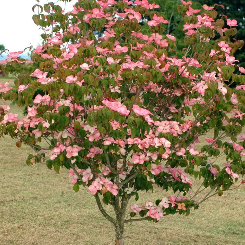 Generic Kousa Pink Dogwood, Pink Flowering, Deciduous, Lustrous Green Foliage, Heart Shaped Leaves, 1 gal, Nursery Pot (Due to Agricultural Laws, we Cannot Ship to CA, AZ, AK, or HI)
