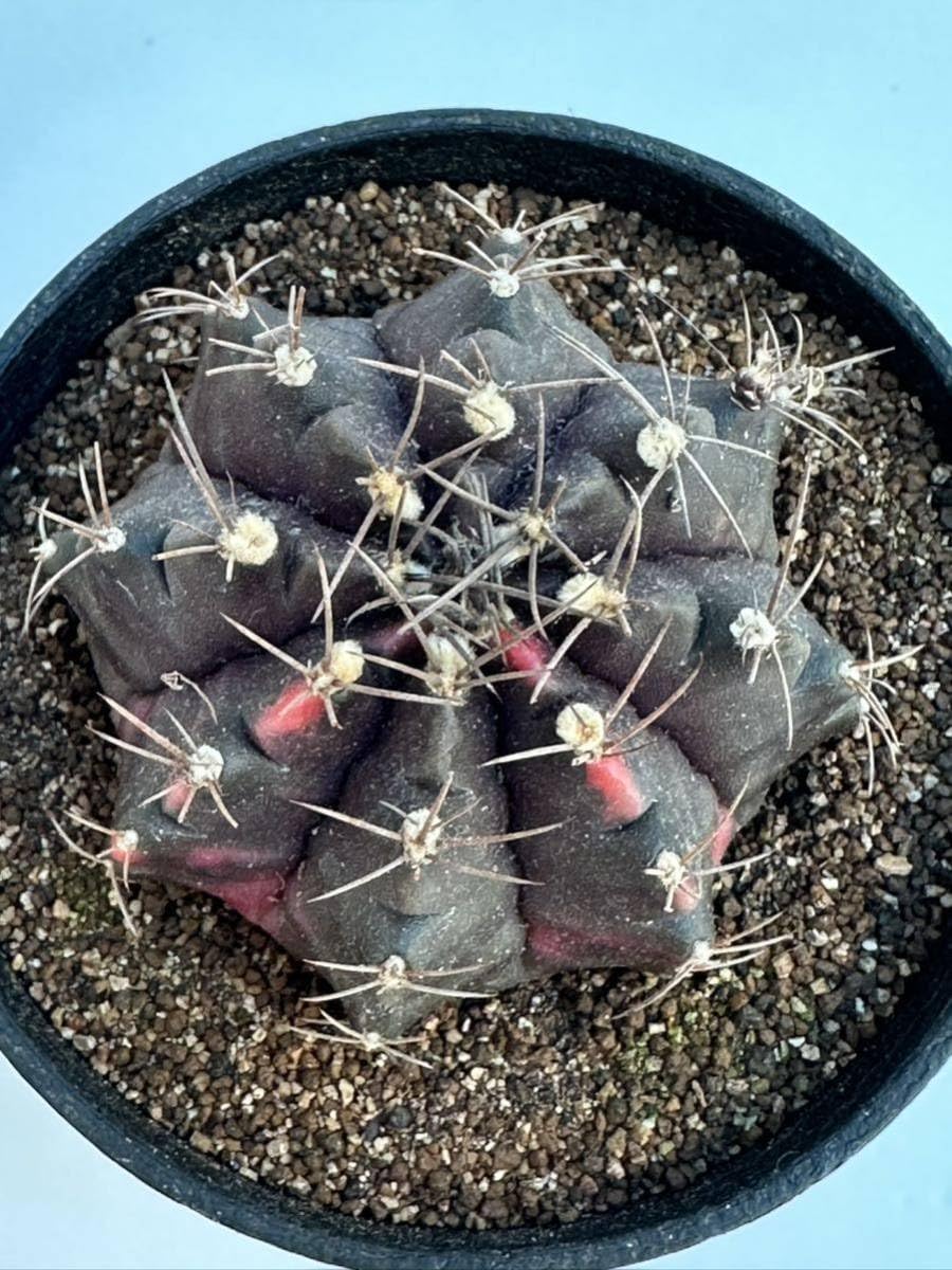 Amazon.co.jp: ギムノカリキウム ミハノビッチ錦 緋牡丹錦