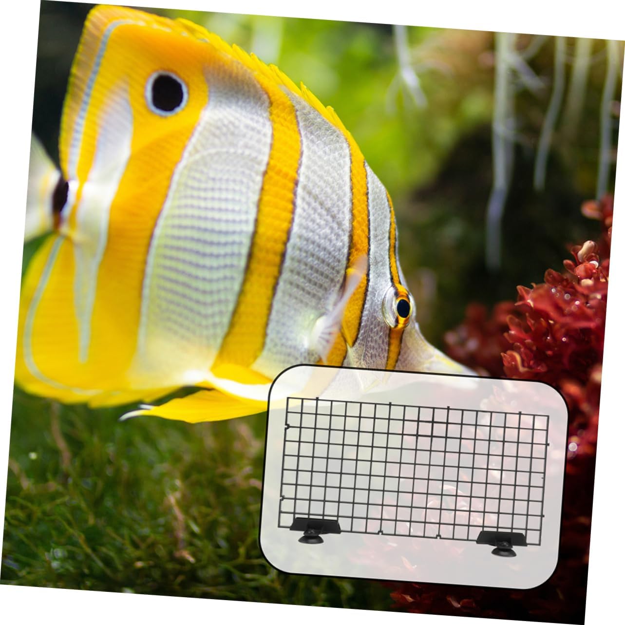 1 Set Aquarium Bottom Divider Plate Fish Tank Separator Tray Durable Filtering Board for Enhanced Water Cycle Easy Installation and Strong Support for Aquatic Plants