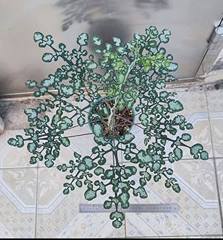 Amazon.co.jp: Adenia perrieri アデニア ペリエリ挿木 検)塊根植物 Amazon.co.jp: Adenia perrieri アデニア ペリエリ挿木 検)塊根植物