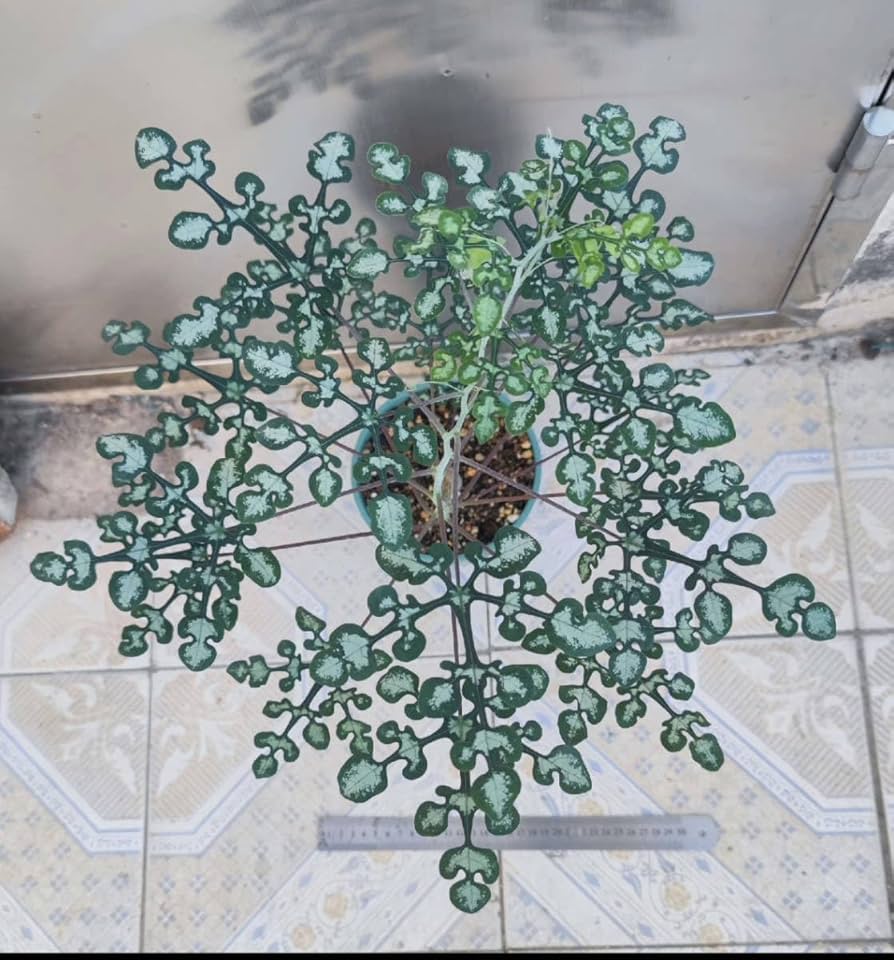 Amazon.co.jp: Adenia perrieri アデニア ペリエリ挿木 検)塊根植物