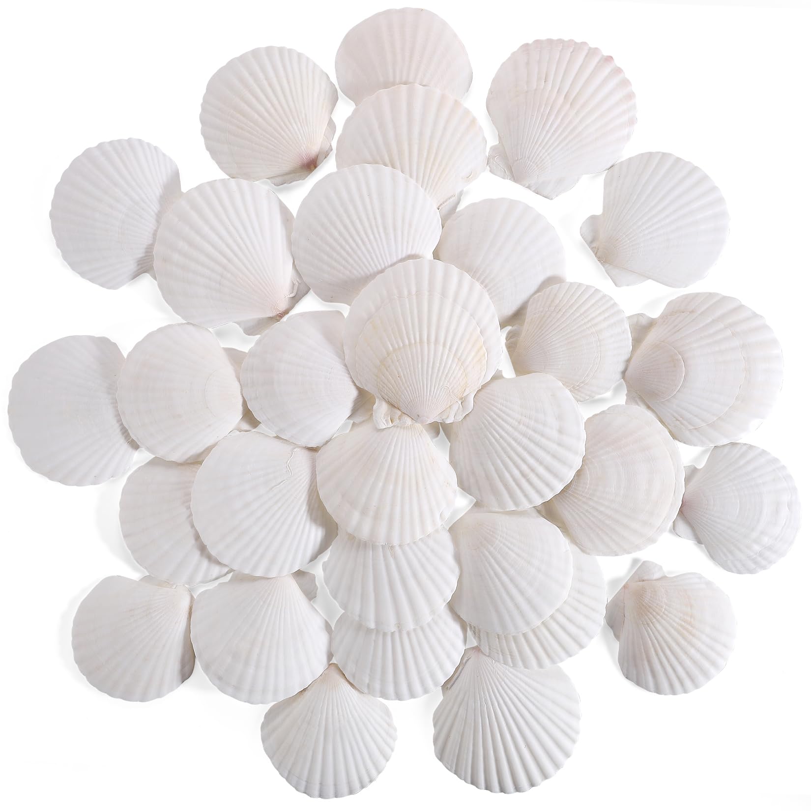 30 PCS 3 Inch Natural White Scallop Shells Sea Shells for DIY Craft Home Décor