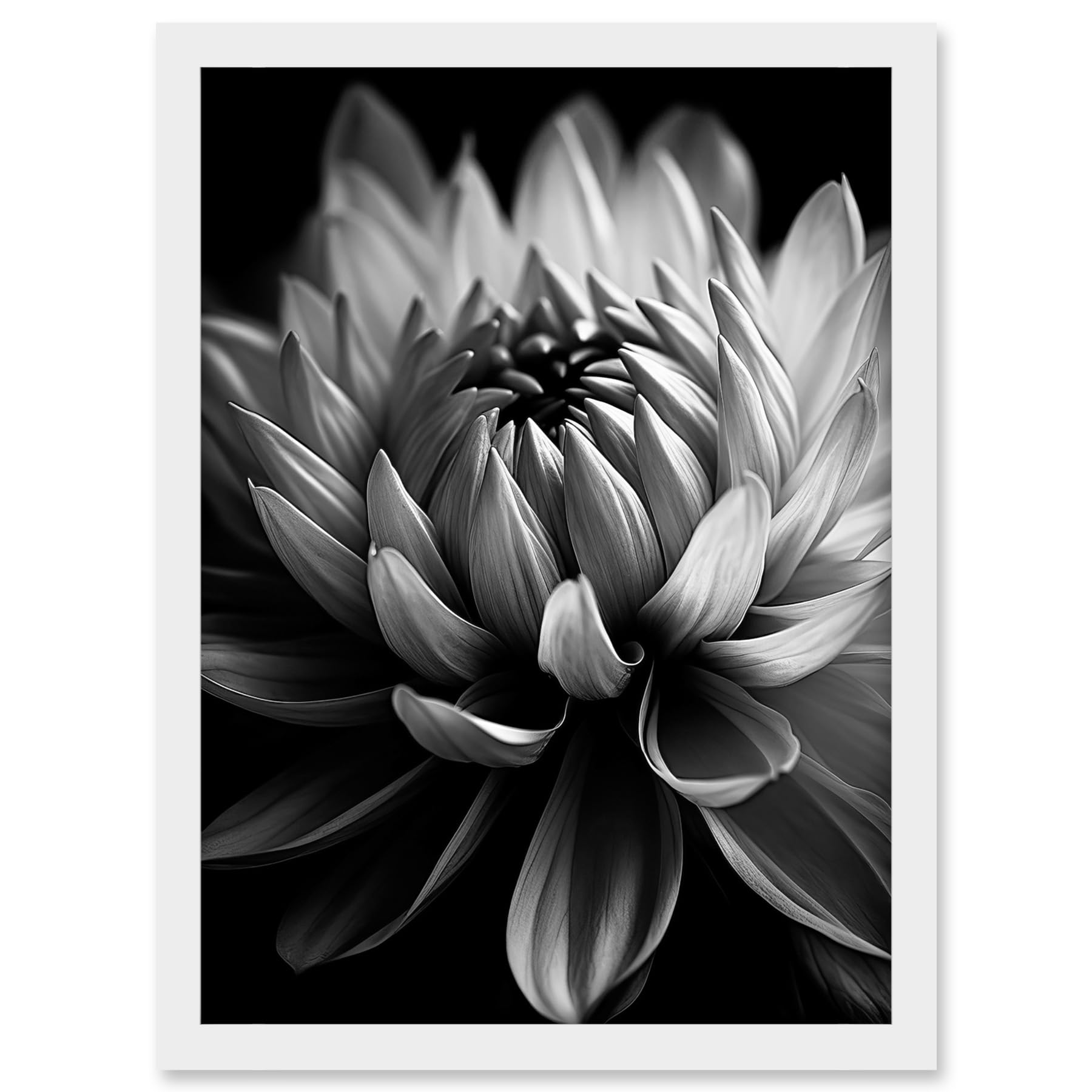 Artery8 Macro Close Up Dahlia Flower Black and White Photo Artwork Framed A3 Wall Art Print
