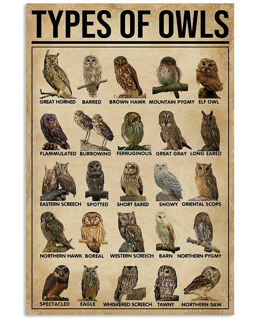 rayprint Types Of Owls Metal Signs Retro Room Decor Owl Science Knowledge Posters Club Farm Home Wall Decor Printing Plaque 8x12 Inches