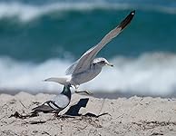 Review Image by floridamusicman floridamusicman