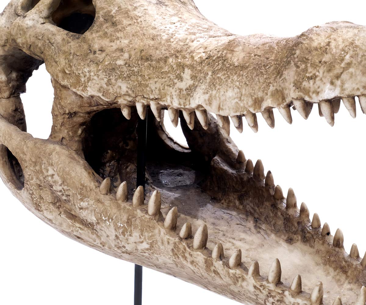 Design Reptil Schädel Deko Kopf Skulptur Krokodil Kopf Totenkopf Deko groß