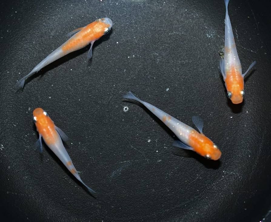 天目台 二代 玉藻 赤楽 BARREL, barrel, バレル, TSUKUYOMI, tsukuyomi, ツクヨミ, あか