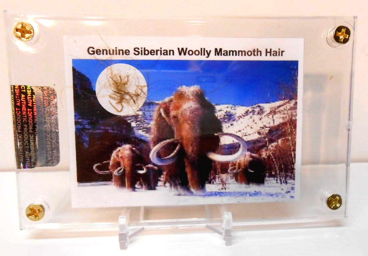 Genuine Fossil Siberian Woolly Mammoth Hair with Free Acrylic Display & Stand, Fact Sheet & COA Bundle