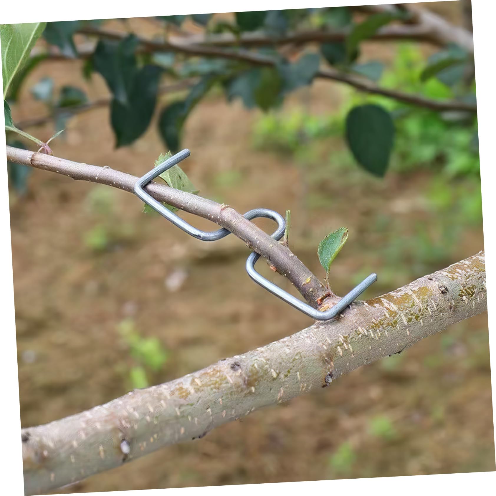 Abaodam Zweig Abzieher Pflanzenzweigspreizer Gartenzweigklemmen Obstbaum Zweigformwerkzeug 10cm Kaltverzinkter Draht Witterungsbeständig Für Obstbäume Garten Und Bonsai
