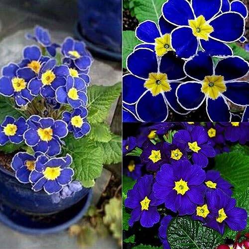 Miniatura 3 de Portal Cool 100 semillas de onagra azul raras Sundrops Scabish Garden Flower S031