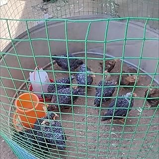 LFFH Garden Mesh Fencing, 1.5Mx30m Anti-Rust Treatment + PVC Processing 3Cm Mesh Size 1.6Mm Wire Diameter Wire Fence Roll, for Chicken, Duck, Rabbit Animal Enclosure,Green,1.5Mx30M