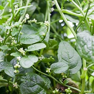 ZILOS 100+ Malabar Spinach Seeds for Planting - Ceylon Spinach Rau Mong TOI Green Stem Malabar Seeds