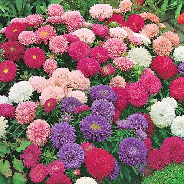 GARDENIFY INDIA ASTER MIX COLOR FLOWER SEEDS (50 SEEDS/PACKET) (B094GPW77J) Amazon Price History, Amazon Price Tracker