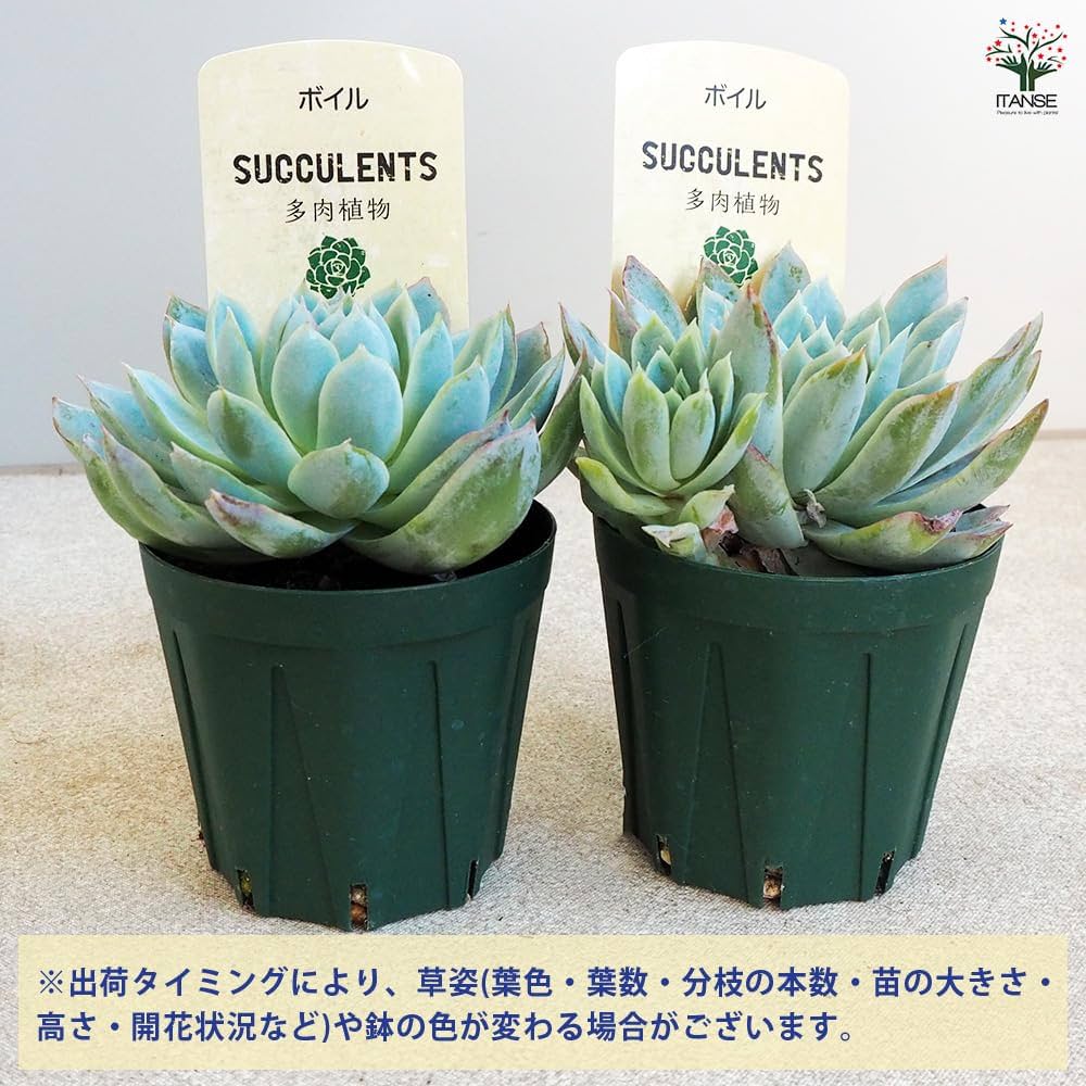 71wEsJGHB7L._AC_UF1000,