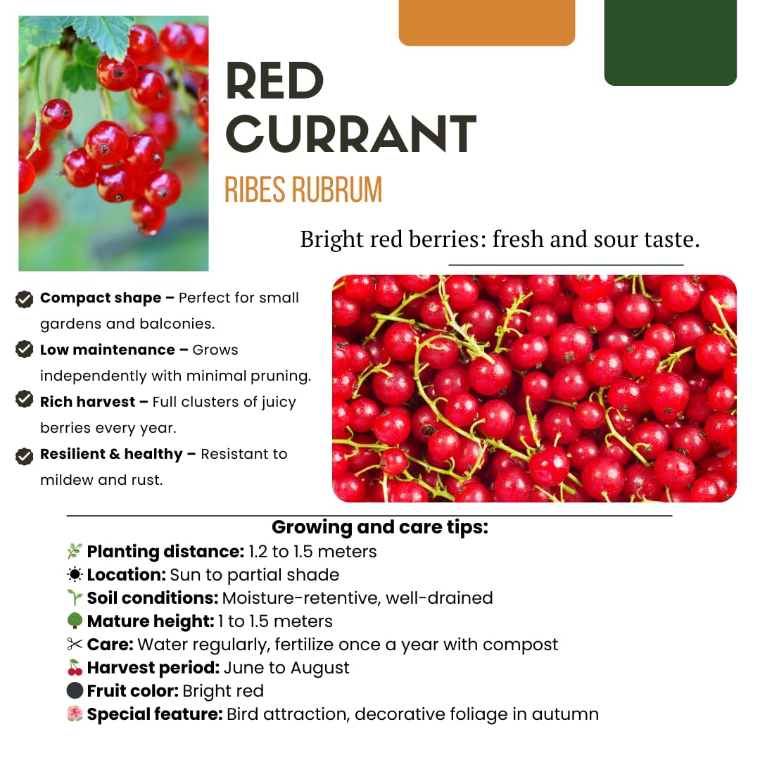 Conjunto de 4 variedades de plantas frutales - Rubus idaeus - Ribes rubrum - Vaccinium corymbosum - Rubus fruticosus - 20cm - Ø13cm - Planta de jardín - Verduras y frutas