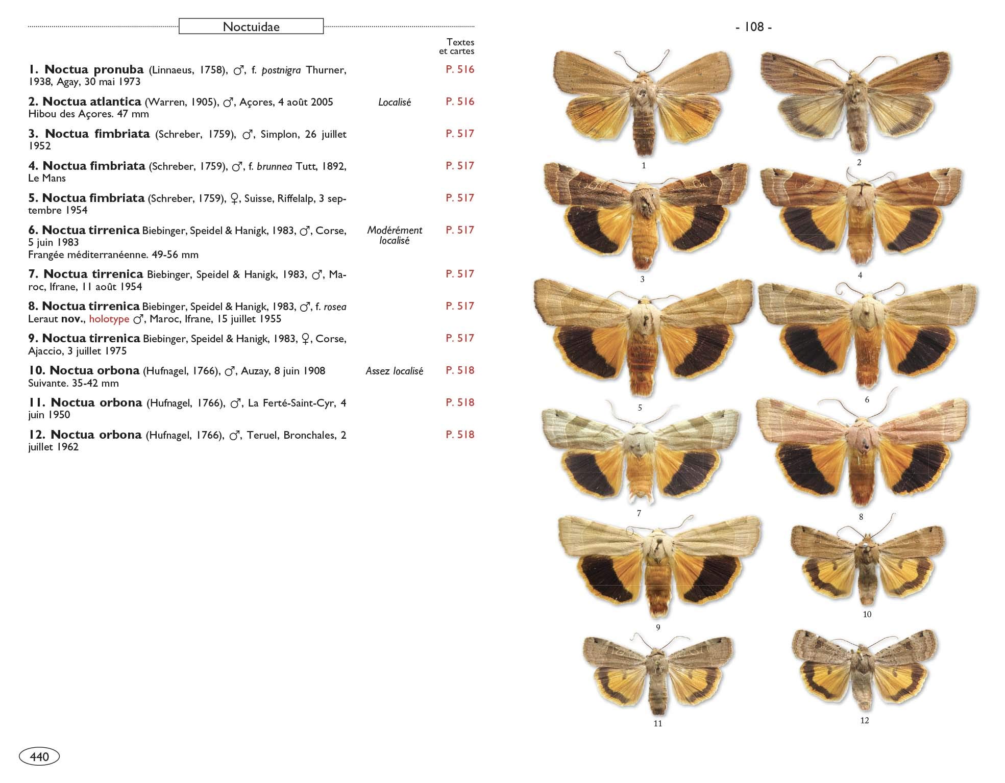 Papillons de nuit d'Europe: Volume 6, Noctuelles 2