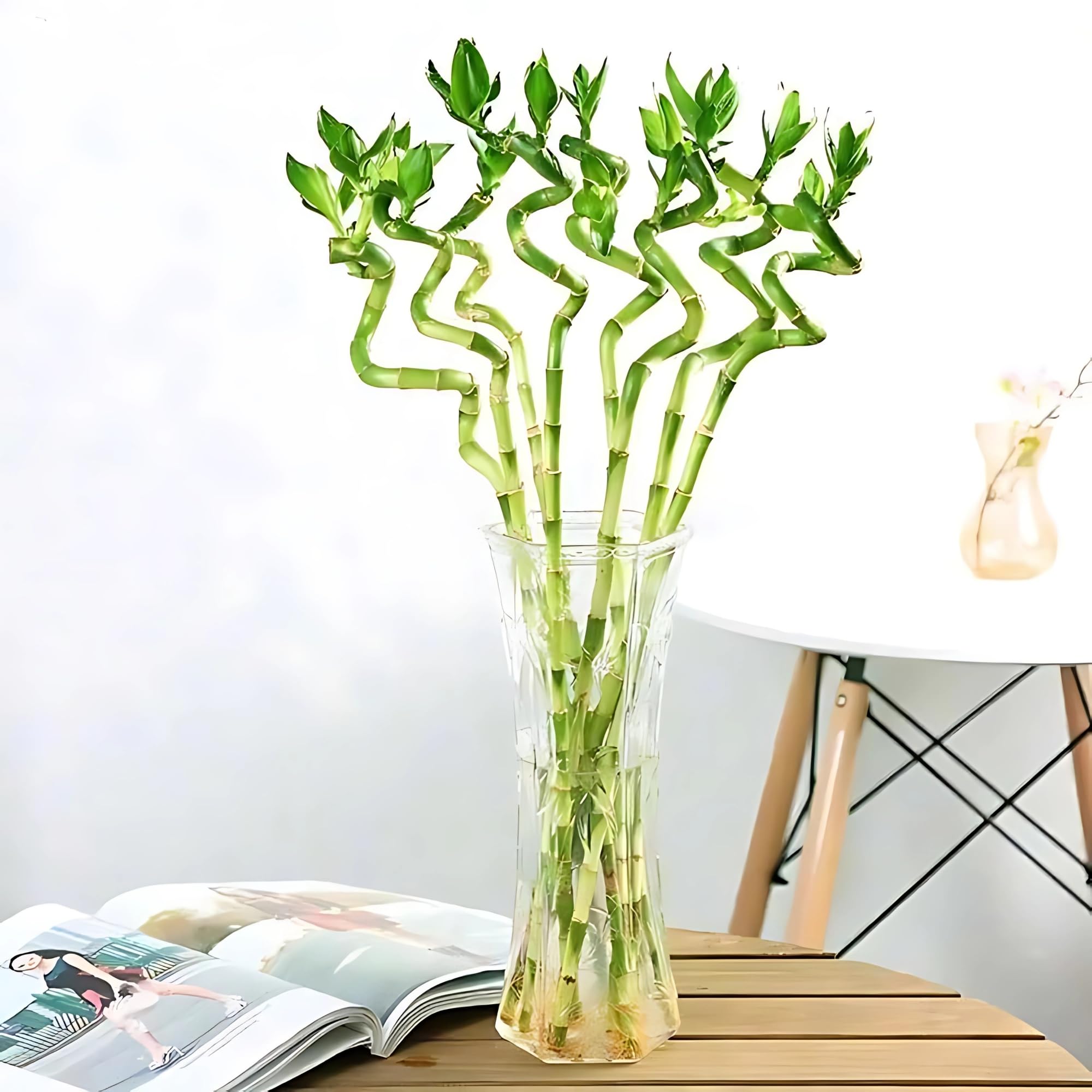 Amulya Farms Bamboo Plant 50cms Set of 2 Sticks | Live Lucky Bamboo Plant for Home Decoration | Dancing Stems | Indoor Feng Shui Plants for Prosperity | Ideal for Living Room & Office Decoration |-image-12