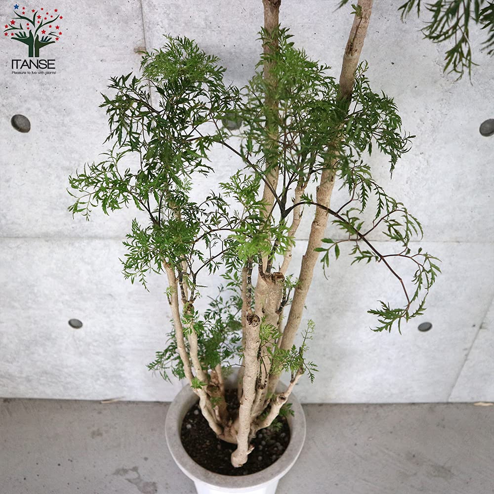 タイワンモミジ。常緑樹 。観葉植物 。鉢ごと無料で発送致します。 タイワンモミジ。観葉植物 鉢ごと無料で発送致します。