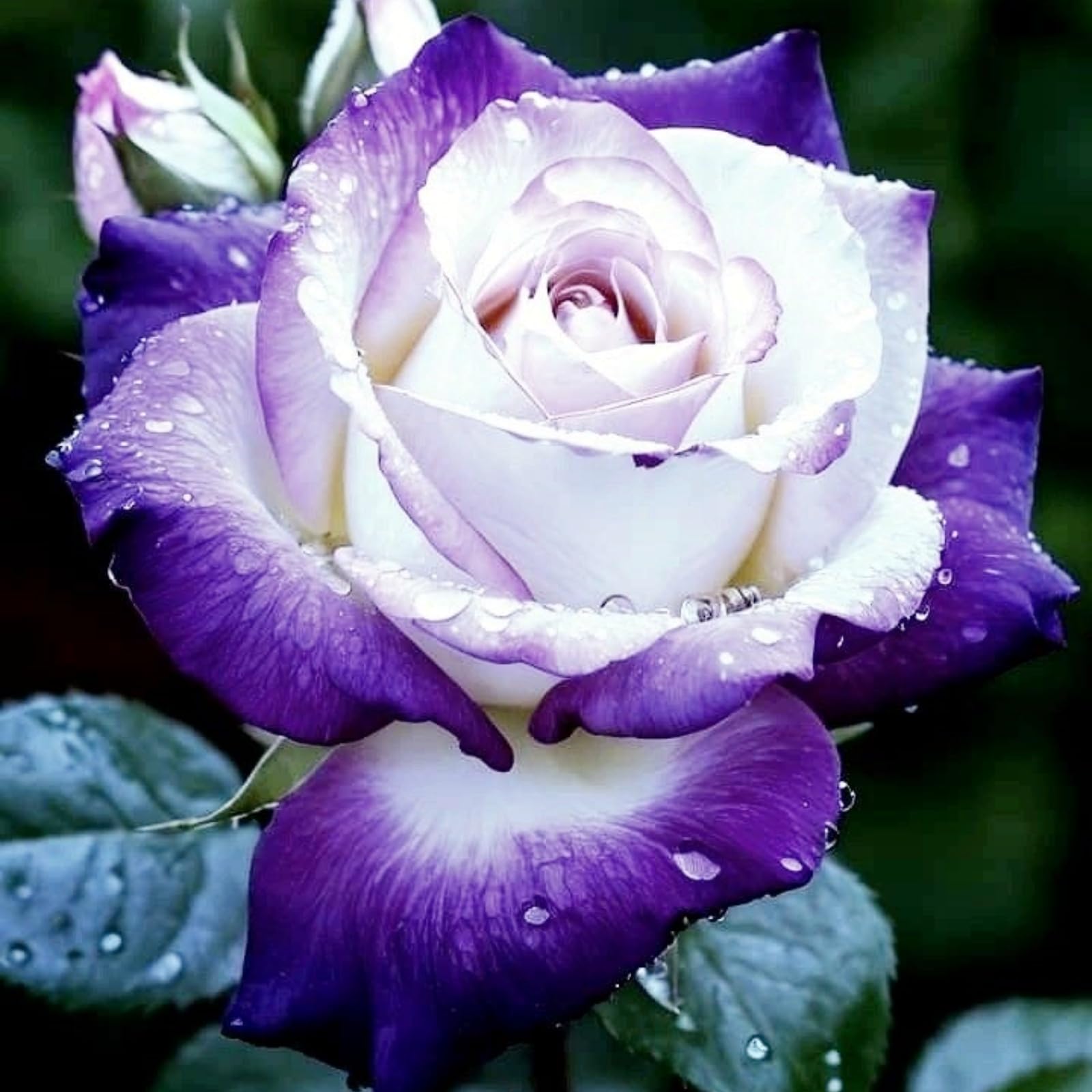 Timeless Rose Rhizome, Hardy Perennial, Garden Decoration, No Watering Required, Professional Planting, Suitable for Spring and Autumn-1 Rhizome-I