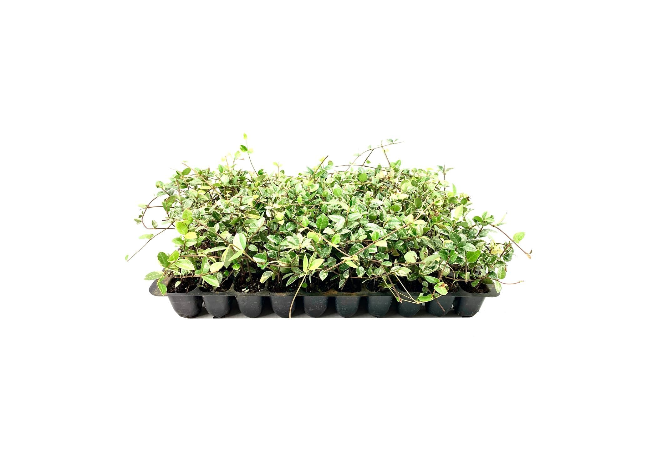 Amazon.com : Variegated Asiatic Jasmine Minima | 3 Live Plants