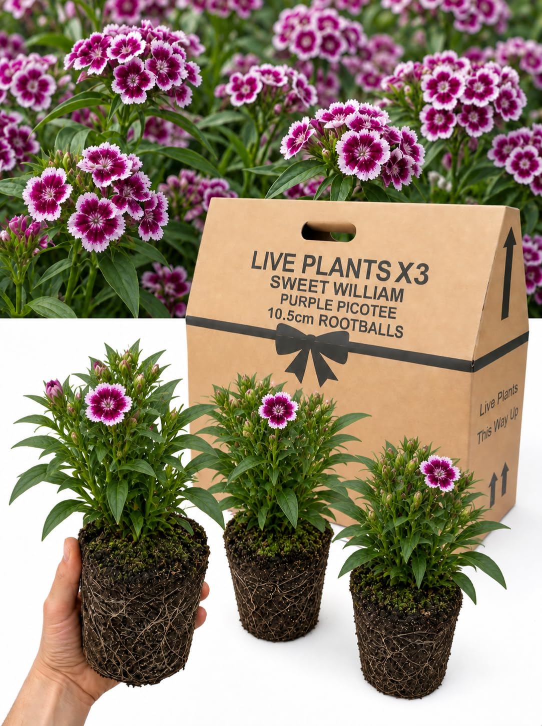Verdant Living Sweet William Dianthus Diabunda Flowers - Set of 3X Large & Well Established 10.5cm Rootballs. UK Grown, Delivered Fresh & Garden Ready. Attractive Bicoloured Blooms. Purple Picotee