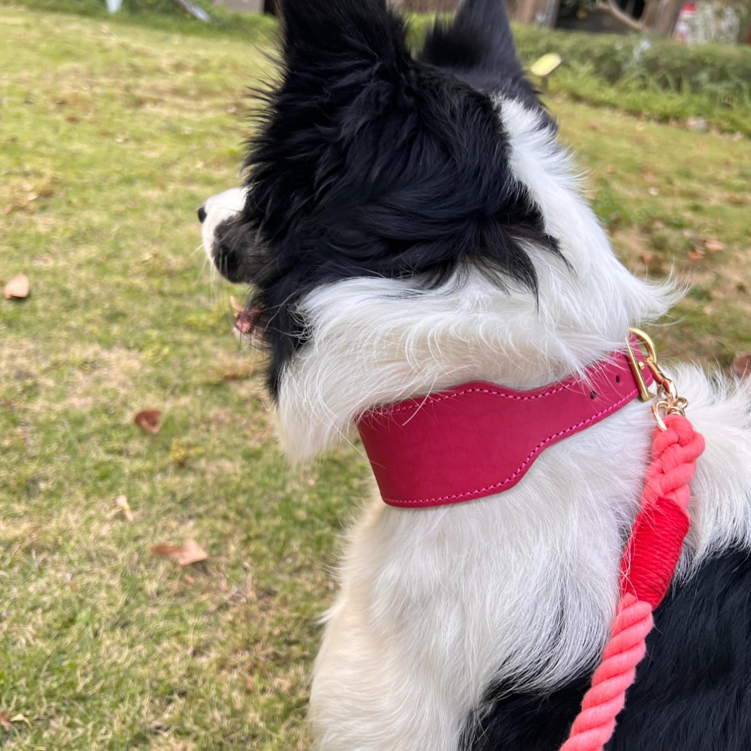 Handmade Greyhound Leather Collar Wide Full Grain Leather Dog Collar with Brass Buckle, Vintage Anti-Pull Whippet & Sighthound Collar for Hounds (Pink,S-Neck 25-31cm)
